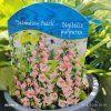 DIGITALIS 'DALMATIAN PEACH' kak2
