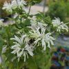 MONARDA HYBRIDA 'BEE BRIGHT' kak1