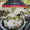 MONARDA HYBRIDA 'BEE BRIGHT' kak