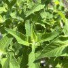 MONARDA HYBRIDA 'BEE BRIGHT' kak2