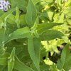 MONARDA HYBRIDA 'BEE BRIGHT' kak3