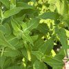 MONARDA HYBRIDA 'BEE BRIGHT' kak4