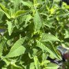MONARDA HYBRIDA 'BEE BRIGHT' kak5