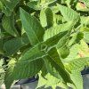 MONARDA 'BEE FREE' kak2