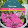 MONARDA 'BEE FREE' kak