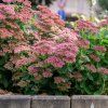 SEDUM TELEPHIUM 'AUTUMN JOY ist3