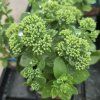 SEDUM TELEPHIUM 'AUTUMN JOY KAK1