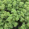 SEDUM TELEPHIUM 'AUTUMN JOY KAK3