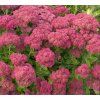 SEDUM TELEPHIUM 'AUTUMN JOY shut4
