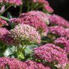 SEDUM TELEPHIUM 'AUTUMN JOY'_istock