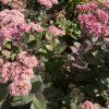 SEDUM 'MATRONA' (ROZCHODNÍK)_shutter