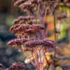 SEDUM 'MATRONA' (ROZCHODNÍK)_shutter1