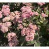 SEDUM 'MATRONA' shutt
