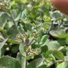 SEDUM 'MATRONA' kak1