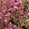 SEDUM 'MATRONA' (ROZCHODNÍK)_istock