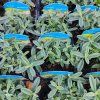 HELIANTHEMUM 'THE BRIDE' kak1
