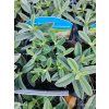 HELIANTHEMUM 'THE BRIDE' kak2