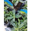 HELIANTHEMUM 'THE BRIDE' kak5