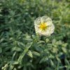 HELIANTHEMUM 'THE BRIDE' kak1