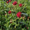 HELIANTHEMUM 'CERISE QUEEN' kak4