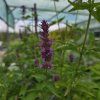 AGASTACHE 'BEELICIOUS® PURPLE' kak1