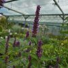 AGASTACHE 'BEELICIOUS® PURPLE' kak2