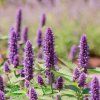 AGASTACHE 'BEELICIOUS PURPLE'_istock (AGASTACHE)