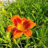 HEMEROCALLIS 'BANDIT MAN' kak