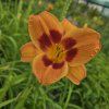 EMEROCALLIS 'BANDIT MAN' kak1