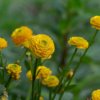 RANUNCULUS ACRIS 'MULTIPLEX_ist1