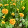 RANUNCULUS ACRIS 'MULTIPLEX_ist