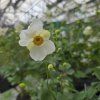 ANEMONE ´SUMMER BREEZE SNOW´ KAK