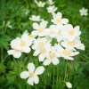 ANEMONE 'SUMMER BREEZE SNOW' (VETERNICA | SASANKA)_istock