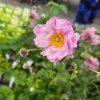 ANEMONE 'GARDEN WHIRLWIND PINK'_kak