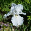 Iris germanica 'Immortality' ist3