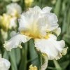 IRIS GERMANICA 'BUTTERED POPCORN' (KOSATEC NEMECKÝ)_istock