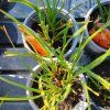 KNIPHOFIA 'REDHOT POPSICLE' kak1