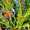 KNIPHOFIA 'REDHOT POPSICLE' kak3