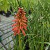 KNIPHOFIA 'REDHOT POPSICLE' kak