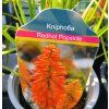 KNIPHOFIA 'REDHOT POPSICLE' kak