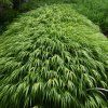 HAKONECHLOA MACRA 'GREENHILLS' IST