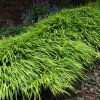 HAKONECHLOA MACRA 'GREENHILLS' IST1