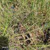 MISCANTHUS SINENSIS 'YAKA DANCE' kak1
