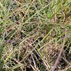 MISCANTHUS SINENSIS 'YAKA DANCE' kak2