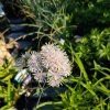 THALICTRUM ROCHEBRUNIANUM kak2