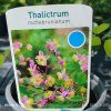 THALICTRUM ROCHEBRUNIANUM kak