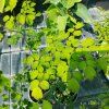 THALICTRUM ROCHEBRUNIANUM kak2