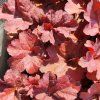 HEUCHERA 'BERRY SMOOTHIE' kak3