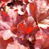 HEUCHERA 'BERRY SMOOTHIE' kak1