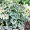 HEUCHERA 'GREEN SPICE'_istock1